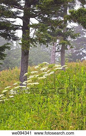 Wildflowers, Blue Ridge Parkway, Late Summer, NC View Large Photo Image Stock Image - Wildflowers, Blue Ridge Parkway, Late Summer, NC. Fotosearch