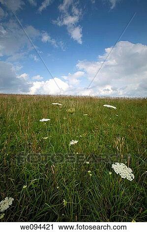 Stock Image - Wildflowers, Max Patch, Appalachian Trail, Pisgah Nat Forest, NC. Fotosearch