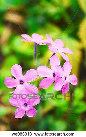Wildflowers (Phlox divaricata) View Large Photo Image Stock Image - Wildflowers (Phlox divaricata). Fotosearch