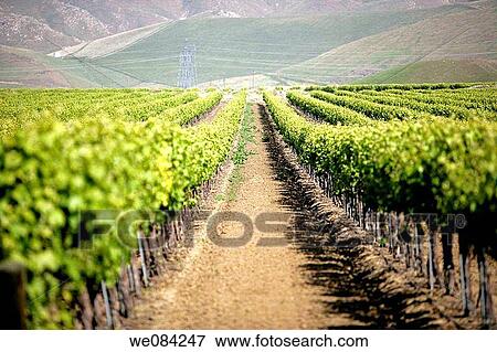 WINE VINYARD View Large Photo Image Stock Photo - WINE VINYARD. Fotosearch