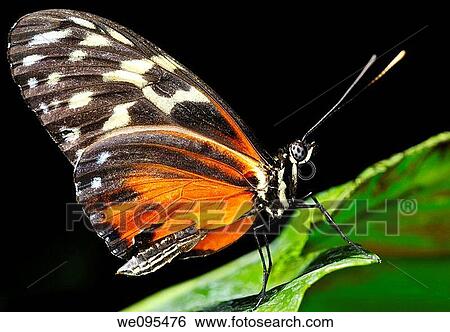 Wing texture of Eueides Isabella longwing butterfly on a leaf against black background View Large Photo Image Stock Photograph - Wing texture of Eueides Isabella longwing butterfly on a leaf against black background. Fotosearch