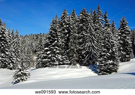 Winter landscape with snow-covered forest in the Jura region, St Cergue, Switzerland View Large Photo Image Stock Image - Winter landscape with snow-covered forest in the Jura region, St Cergue, Switzerland. Fotosearch