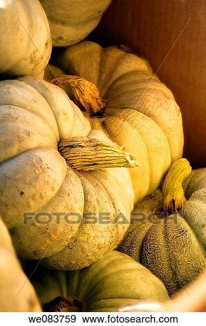 Winter squash on Farmer Market. Cucurbita hybr. View Large Photo Image Stock Photo - Winter squash on Farmer Market. Cucurbita hybr.. Fotosearch