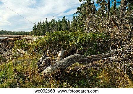 Wonderland Trail, Acadia Nat Park, ME View Large Photo Image Stock Photo - Wonderland Trail, Acadia Nat Park, ME. Fotosearch