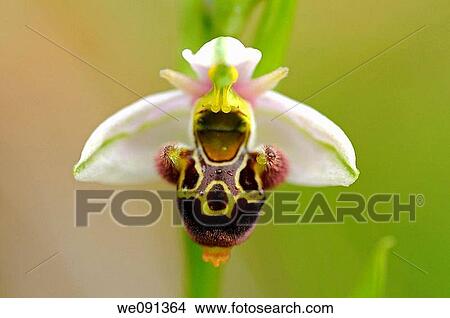 Picture - Woodcock Orchid, Ophrys scolopax, Orchid. Fotosearch