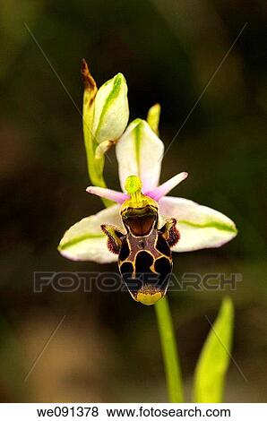 Woodcock Orchid, Ophrys scolopax, Orchid View Large Photo Image Stock Photo - Woodcock Orchid, Ophrys scolopax, Orchid. Fotosearch