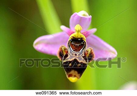 Woodcock Orchid, Ophrys scolopax, Orchid View Large Photo Image Stock Photography - Woodcock Orchid, Ophrys scolopax, Orchid. Fotosearch