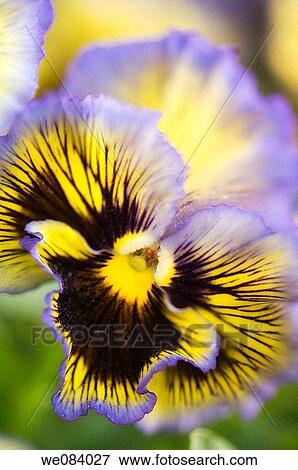 Yellow and Blue Pansy Close-up. Viola x wittrockiana View Large Photo Image Stock Photo - Yellow and Blue Pansy Close-up. Viola x wittrockiana. Fotosearch