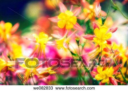 Stock Image - Yellow and Red Columbine Flowers. Aquilegia caerulea. April 2008. Maryland, USA.. Fotosearch