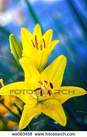 Yellow Asiatic Lily. Lilium hybrid. June 2008, Maryland, USA View Large Photo Image Stock Photo - Yellow Asiatic Lily. Lilium hybrid. June 2008, Maryland, USA. Fotosearch