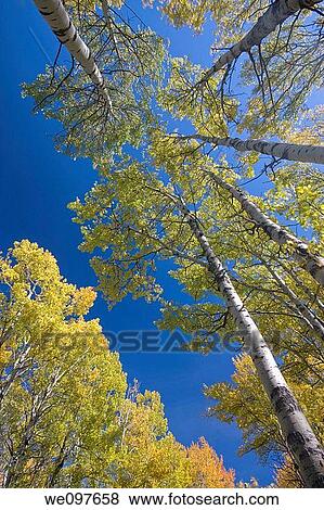 Stock Photo - yellow aspen trees in fall. Fotosearch