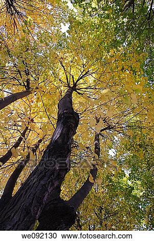 Stock Image - Yellow autumn leaves against blue sky. Fotosearch