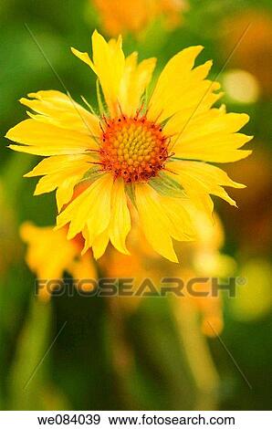 Stock Photo - Yellow Blanket Flower. Gaillardia pulchella. Fotosearch