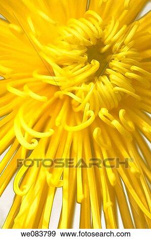 Yellow Chrysanthemum Close-up. Dendranthema grandiflora View Large Photo Image Stock Photo - Yellow Chrysanthemum Close-up. Dendranthema grandiflora. Fotosearch