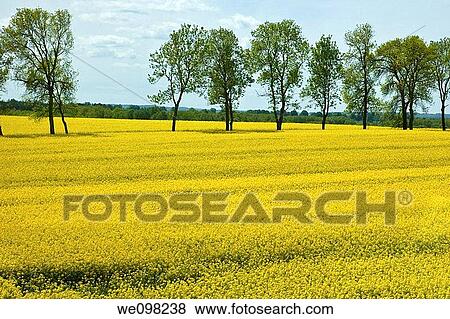 Stock Photo - Yellow field of blooming canola in Greater Poland. Fotosearch