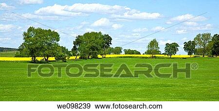 Yellow field of blooming canola in Greater Poland View Large Photo Image Stock Photo - Yellow field of blooming canola in Greater Poland. Fotosearch