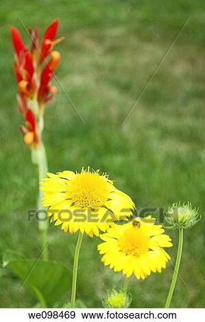 Stock Photo - Yellow Gaillardia blooms with a red Canna in the background. Fotosearch