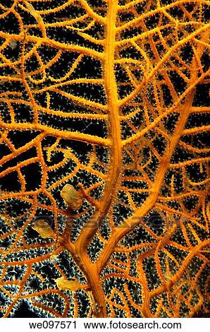 Yellow gorgonian sea fan detail View Large Photo Image Stock Image - Yellow gorgonian sea fan detail. Fotosearch