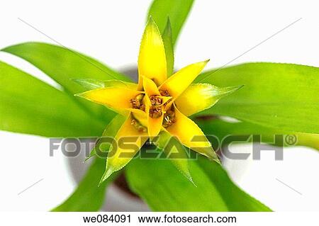 Yellow Guzmania View Large Photo Image Stock Image - Yellow Guzmania. Fotosearch