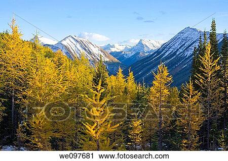 Stock Image - yellow larches in mountains. Fotosearch