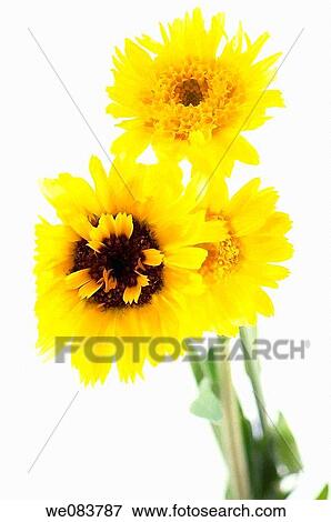 Yellow Marigold Flower Trio. Calendula officinalis. View Large Photo Image Stock Photo - Yellow Marigold Flower Trio. Calendula officinalis.. Fotosearch