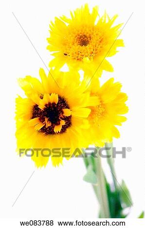 Yellow Marigold Flower Trio. Calendula officinalis. View Large Photo Image Stock Photo - Yellow Marigold Flower Trio. Calendula officinalis.. Fotosearch
