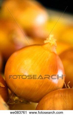 Yellow Onions. Allium cepa. October View Large Photo Image Stock Image - Yellow Onions. Allium cepa. October. Fotosearch