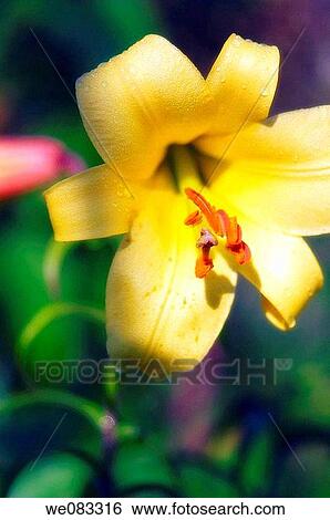 Yellow Orienpet Lily. Lilium hybrid, orienpet. View Large Photo Image Stock Photograph - Yellow Orienpet Lily. Lilium hybrid, orienpet.. Fotosearch