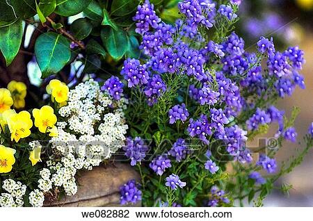 Yellow Pansies, White Alyssum, Blue Nemesia Ravello. Viola x wittrockiana, Lobularia maritima, nemesia hybrid. March 2008. Maryland, USA. View Large Photo Image Stock Image - Yellow Pansies, White Alyssum, Blue Nemesia Ravello. Viola x wittrockiana, Lobularia maritima, nemesia hybrid. March 2008. Maryland, USA.. Fotosearch