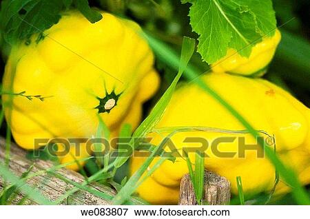 Yellow Pattison Squash Growing on the Vegetable Patch. Cucurbita pepo. View Large Photo Image Stock Photo - Yellow Pattison Squash Growing on the Vegetable Patch. Cucurbita pepo.. Fotosearch