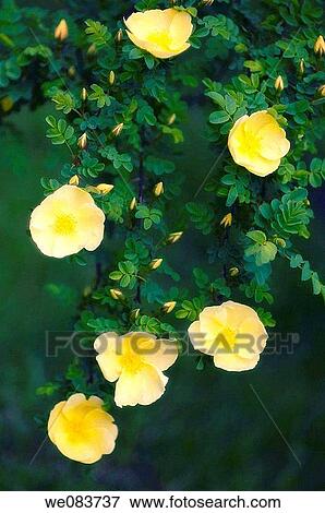 Yellow Rose Bush in Bloom. Rosa hugonis. View Large Photo Image Stock Photo - Yellow Rose Bush in Bloom. Rosa hugonis.. Fotosearch
