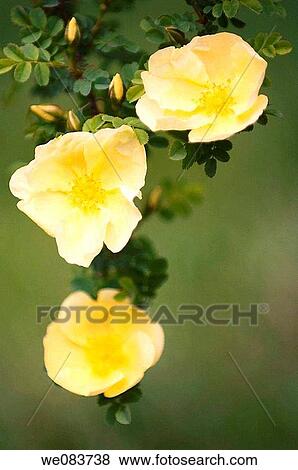 Yellow Rose Bush in Bloom. Rosa hugonis. View Large Photo Image Stock Photo - Yellow Rose Bush in Bloom. Rosa hugonis.. Fotosearch