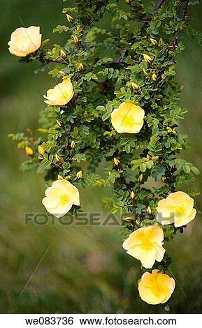 Yellow Rose Bush in Bloom. Rosa hugonis. View Large Photo Image Stock Photograph - Yellow Rose Bush in Bloom. Rosa hugonis.. Fotosearch