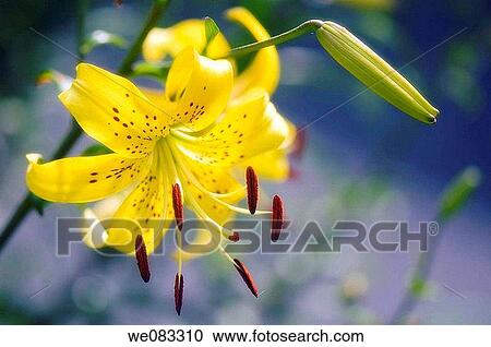 Yellow Tiger Lily. Lilium lancifolium hybrid. View Large Photo Image Stock Image - Yellow Tiger Lily. Lilium lancifolium hybrid.. Fotosearch