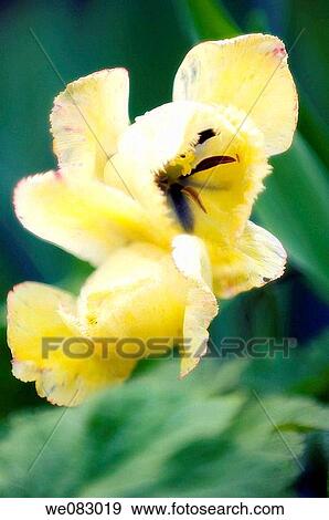 Yellow Tulips (Tulipa hybrid) View Large Photo Image Stock Photo - Yellow Tulips (Tulipa hybrid). Fotosearch