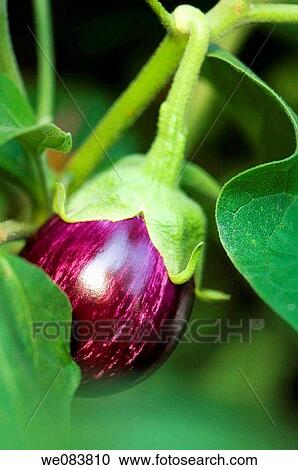 Yong Graffiti Eggplant Growing Hidden by Leaves. Solanum melongena. View Large Photo Image Stock Image - Yong Graffiti Eggplant Growing Hidden by Leaves. Solanum melongena.. Fotosearch