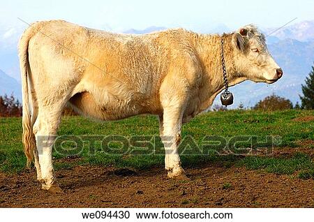 Stock Image - Young Charolais fattening bull, France. Fotosearch