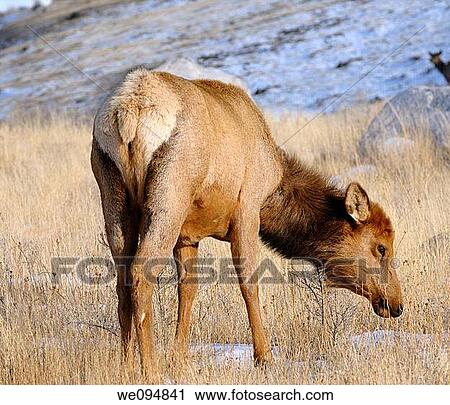 Young female Elk in grassland hills Gardiner Montana near Yellowstone Park View Large Photo Image Stock Image - Young female Elk in grassland hills Gardiner Montana near Yellowstone Park. Fotosearch