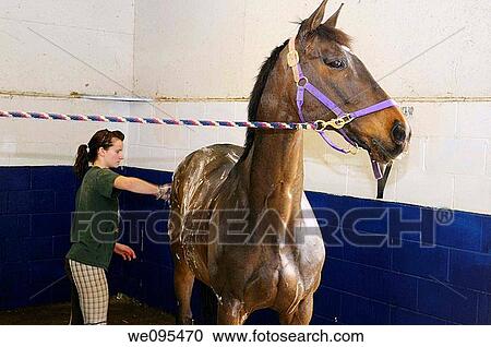 Stock Image - Young girl scrubbing and shampooing a horse cross tied in a shower stall. Fotosearch