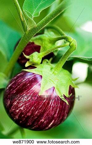 Young Graffiti Eggplant Growing on a Plant. Solanum melongena July 2008, Maryland, USA View Large Photo Image Stock Image - Young Graffiti Eggplant Growing on a Plant. Solanum melongena July 2008, Maryland, USA. Fotosearch
