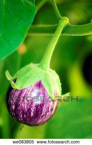 Young Graffiti Eggplant Growing on a Plant. Solanum melongena. View Large Photo Image Stock Photography - Young Graffiti Eggplant Growing on a Plant. Solanum melongena.. Fotosearch