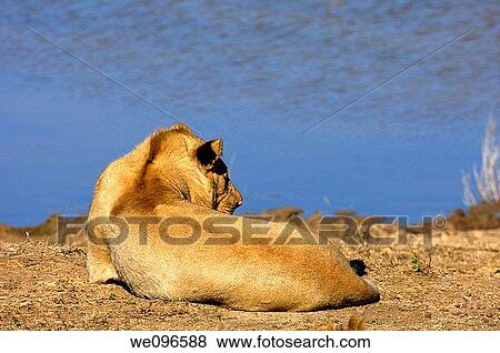 Young lion lying in wait for prey at a waterhole, Madikwe Game Reserve, South Africa View Large Photo Image Stock Photo - Young lion lying in wait for prey at a waterhole, Madikwe Game Reserve, South Africa. Fotosearch