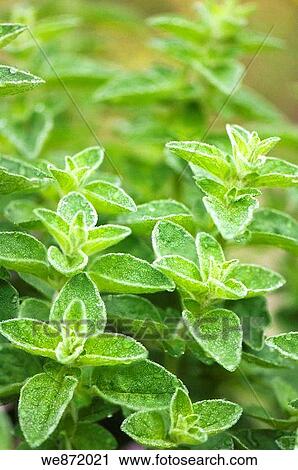 Young Oregano Herb Growth View Large Photo Image Stock Image - Young Oregano Herb Growth. Fotosearch