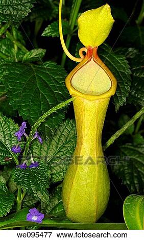 Stock Photo - Young Pitcher Plant Nepenthes carnivorous tropical plant with Purple Porterweed flowers. Fotosearch