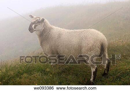 Young Scottish Blackfaced Sheep in fog at Cape St Mary's Ecological Reserve Newfoundland View Large Photo Image Stock Photograph - Young Scottish Blackfaced Sheep in fog at Cape St Mary's Ecological Reserve Newfoundland. Fotosearch