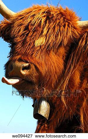 Stock Photo - Youngster, red-brown Highland Cattle showing its tongue, Kyloe. Fotosearch