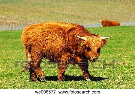 Youngster, red-brown Highland Cattle, Kyloe View Large Photo Image Stock Photo - Youngster, red-brown Highland Cattle, Kyloe. Fotosearch