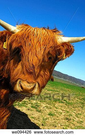 Youngster, red-brown Highland Cattle, Kyloe View Large Photo Image Stock Photograph - Youngster, red-brown Highland Cattle, Kyloe. Fotosearch