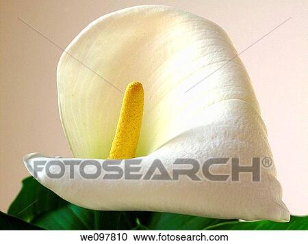 Zantedeschia, Calla Lillies View Large Photo Image Stock Image - Zantedeschia, Calla Lillies. Fotosearch