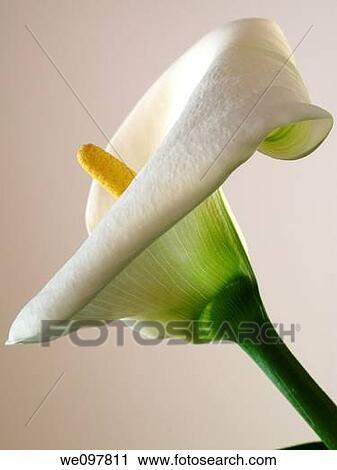 Zantedeschia, Calla Lillies View Large Photo Image Stock Image - Zantedeschia, Calla Lillies. Fotosearch